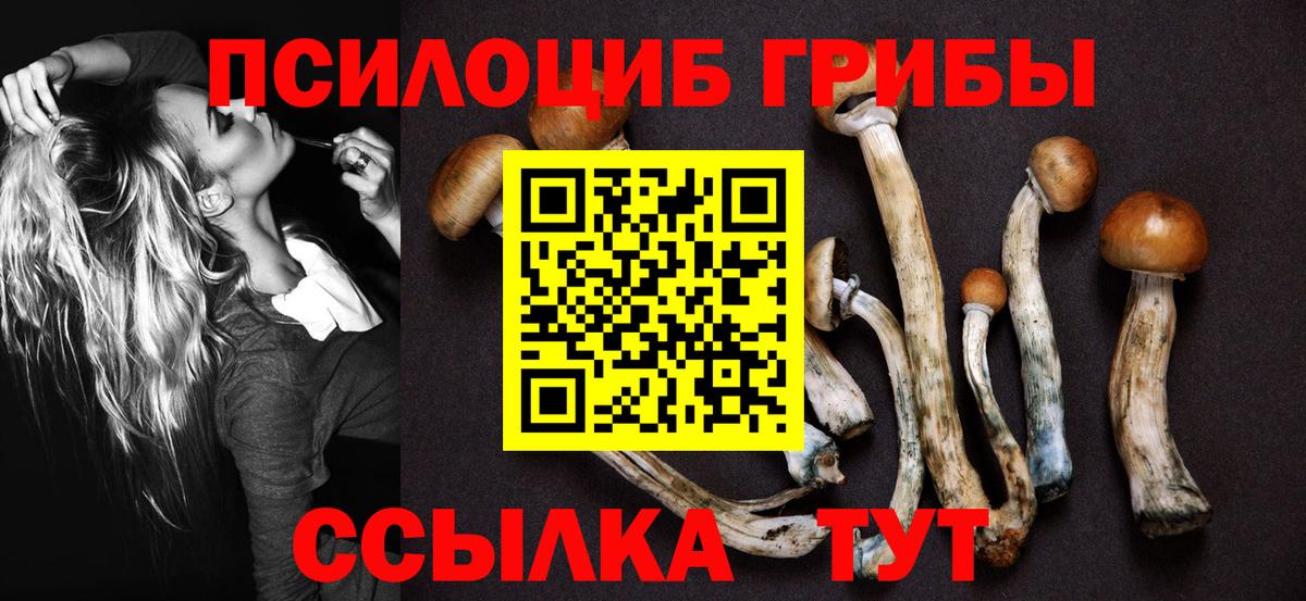 Псилоцибиновые грибы Cubensis Урус-Мартан