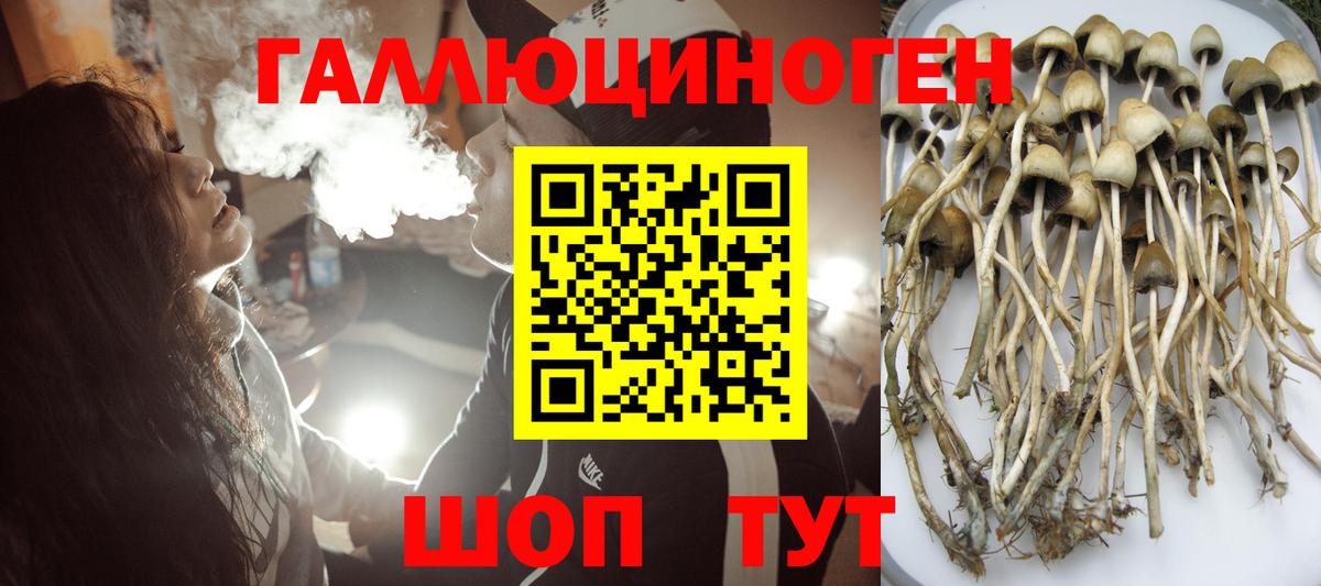Галлюциногенные грибы Psilocybe  Вход с VPN  Урус-Мартан 